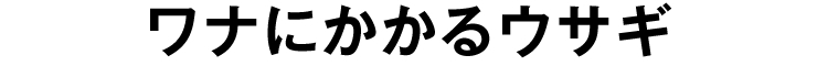 ワナにかかるウサギ